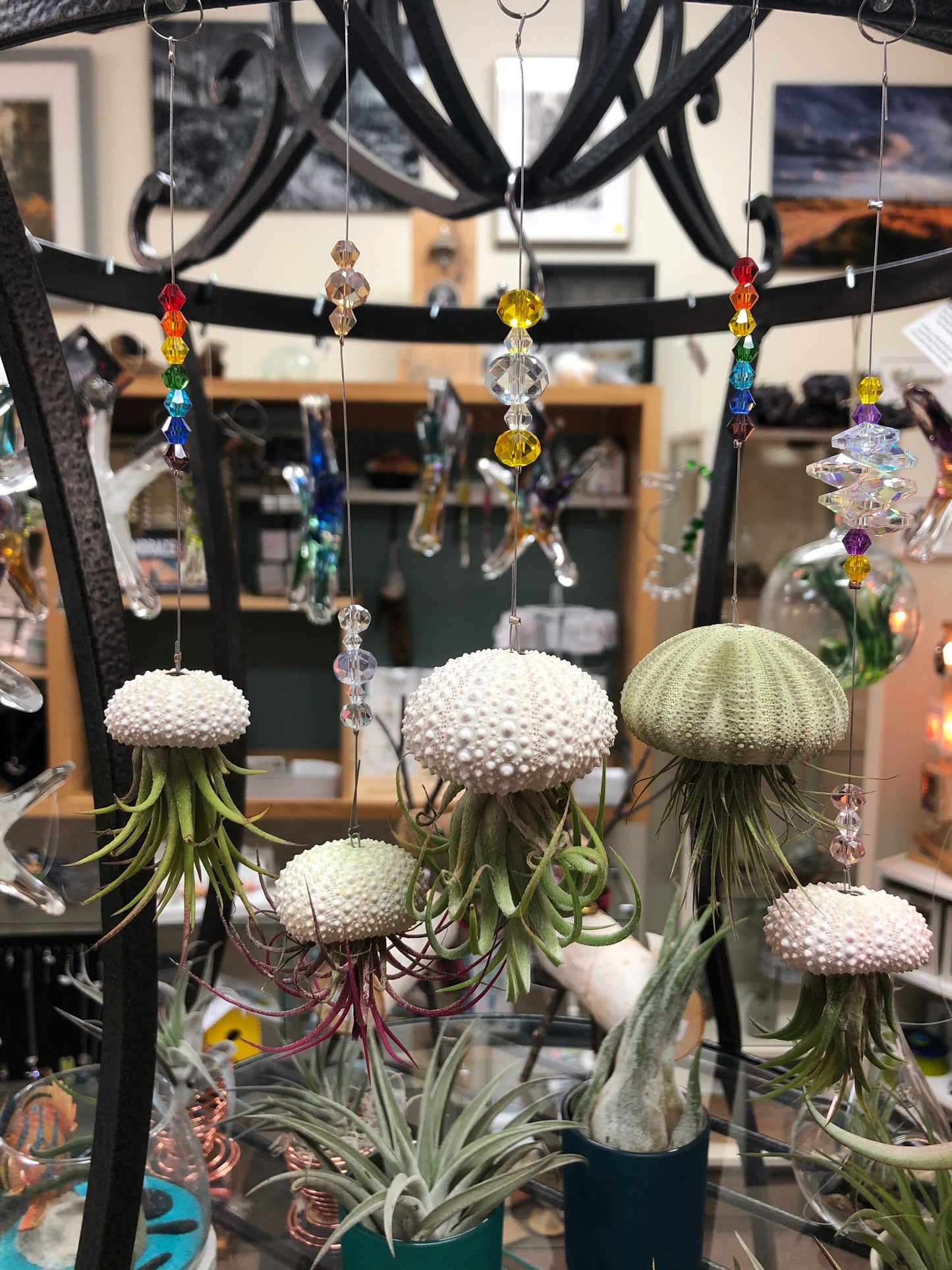 Jelly fish air plant small