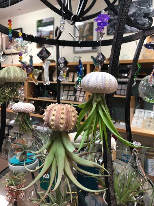 Large air plant jelly fish
